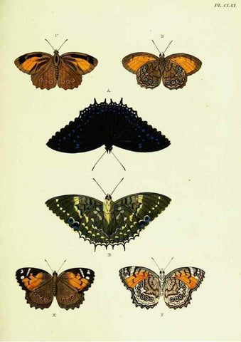 Reproducción/Reproduction 21987991933: De uitlandsche kapellen voorkomende in de drie waereld-deelen, Asia, Africa en America,. Amsteldam,Chez S. J. Baalde;1779-1782.