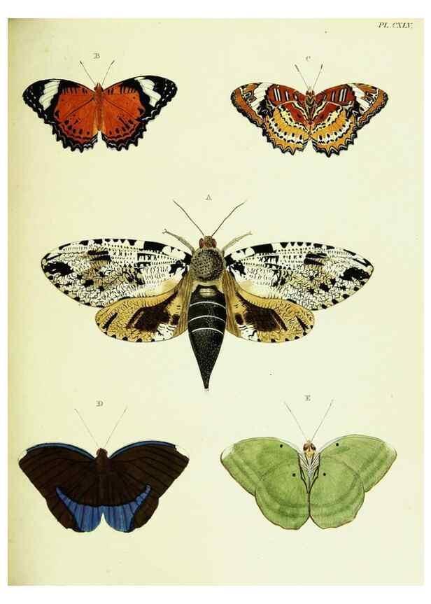 Reproducción/Reproduction 22583074566: De uitlandsche kapellen voorkomende in de drie waereld-deelen, Asia, Africa en America,. Amsteldam,Chez S. J. Baalde;1779-1782.