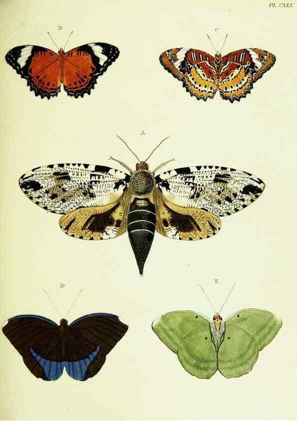 Reproducción/Reproduction 22583074566: De uitlandsche kapellen voorkomende in de drie waereld-deelen, Asia, Africa en America,. Amsteldam,Chez S. J. Baalde;1779-1782.