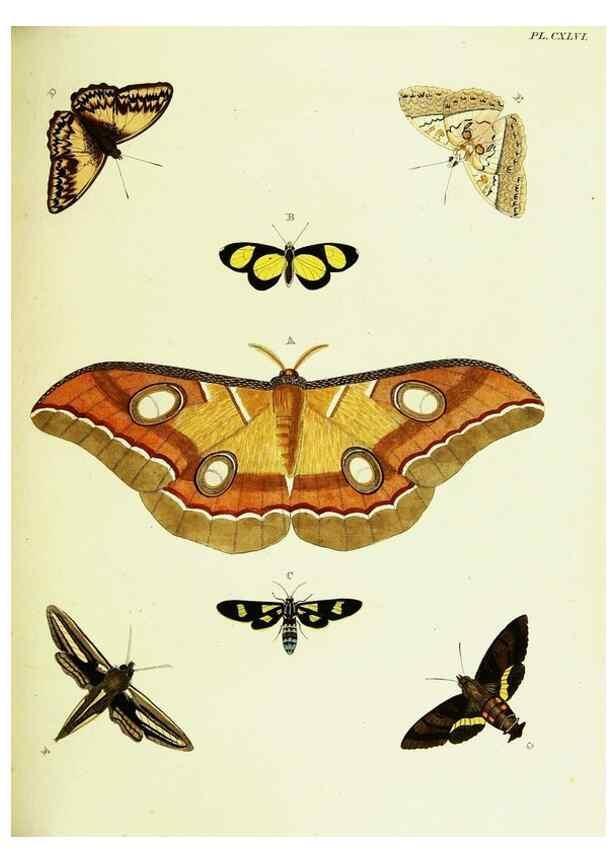 Reproducción/Reproduction 22620301071: De uitlandsche kapellen voorkomende in de drie waereld-deelen, Asia, Africa en America,. Amsteldam,Chez S. J. Baalde;1779-1782.