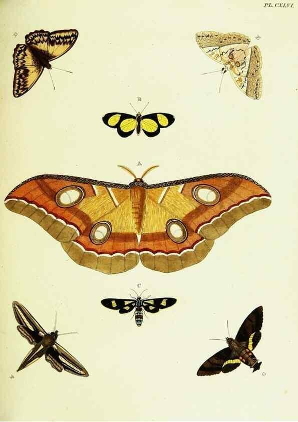 Reproducción/Reproduction 22620301071: De uitlandsche kapellen voorkomende in de drie waereld-deelen, Asia, Africa en America,. Amsteldam,Chez S. J. Baalde;1779-1782.