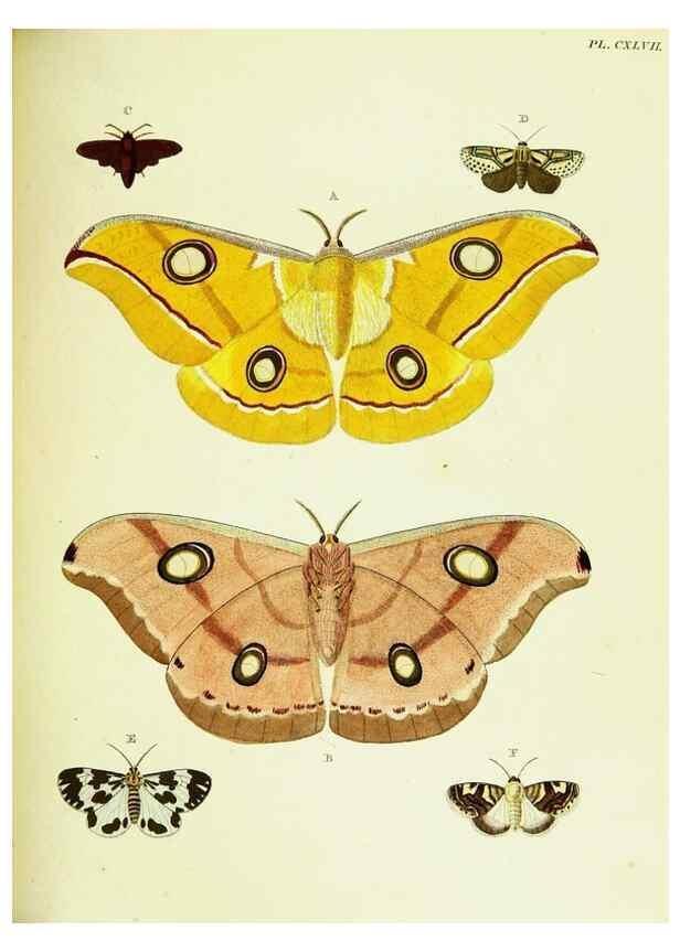 Reproducción/Reproduction 22583083716: De uitlandsche kapellen voorkomende in de drie waereld-deelen, Asia, Africa en America,. Amsteldam,Chez S. J. Baalde;1779-1782.