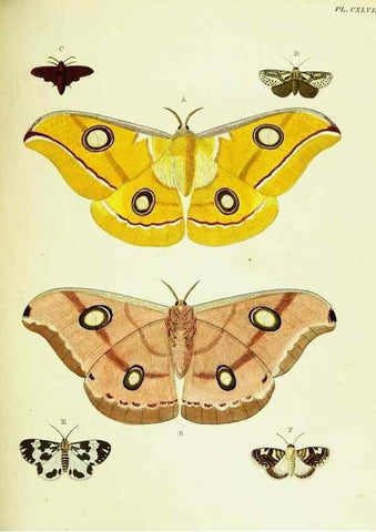 Reproducción/Reproduction 22583083716: De uitlandsche kapellen voorkomende in de drie waereld-deelen, Asia, Africa en America,. Amsteldam,Chez S. J. Baalde;1779-1782.