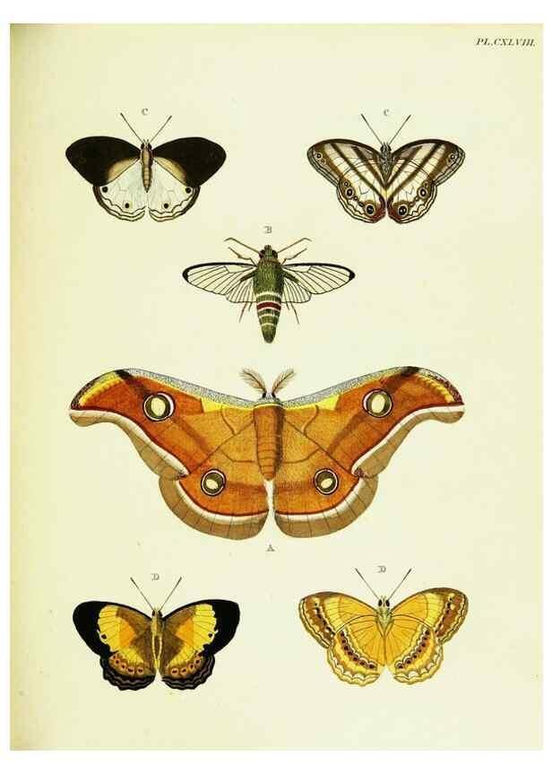 Reproducción/Reproduction 22620310871: De uitlandsche kapellen voorkomende in de drie waereld-deelen, Asia, Africa en America,. Amsteldam,Chez S. J. Baalde;1779-1782.