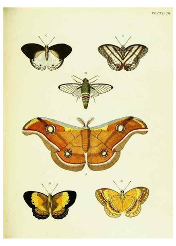 Reproducción/Reproduction 22620310871: De uitlandsche kapellen voorkomende in de drie waereld-deelen, Asia, Africa en America,. Amsteldam,Chez S. J. Baalde;1779-1782.
