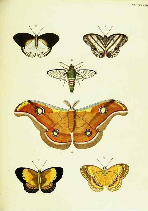 Reproducción/Reproduction 22620310871: De uitlandsche kapellen voorkomende in de drie waereld-deelen, Asia, Africa en America,. Amsteldam,Chez S. J. Baalde;1779-1782.
