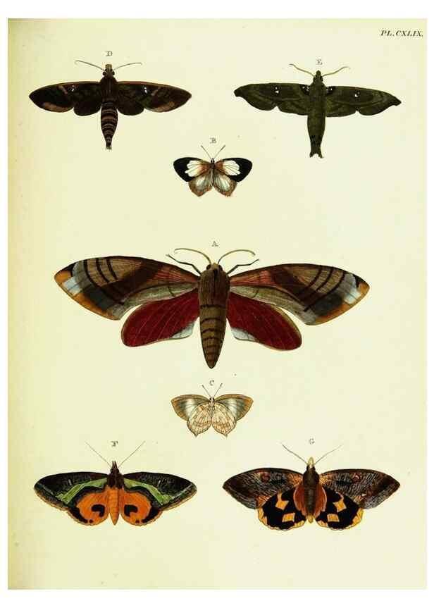 Reproducción/Reproduction 22421169190: De uitlandsche kapellen voorkomende in de drie waereld-deelen, Asia, Africa en America,. Amsteldam,Chez S. J. Baalde;1779-1782.