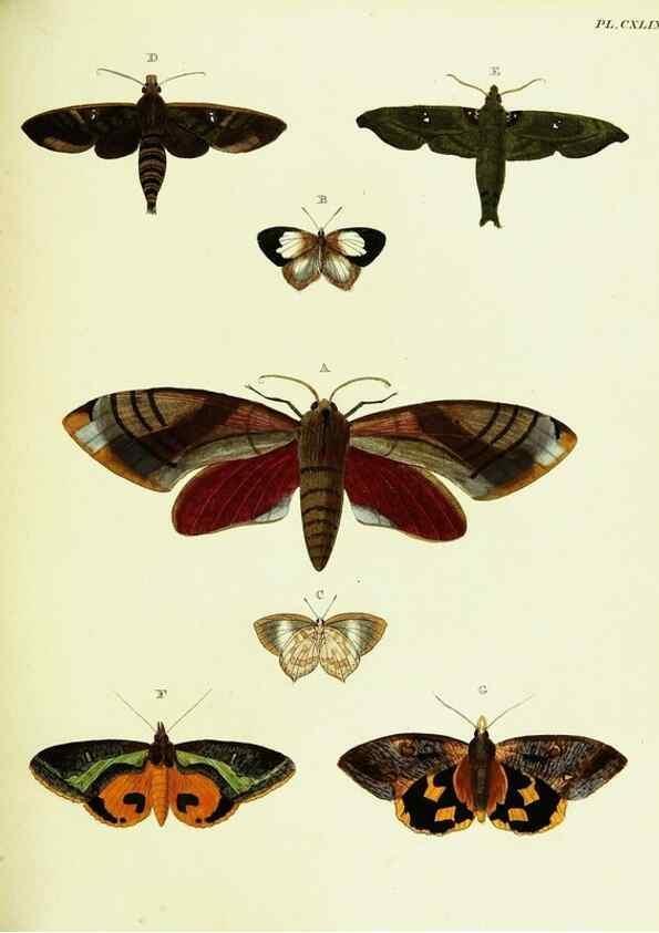 Reproducción/Reproduction 22421169190: De uitlandsche kapellen voorkomende in de drie waereld-deelen, Asia, Africa en America,. Amsteldam,Chez S. J. Baalde;1779-1782.