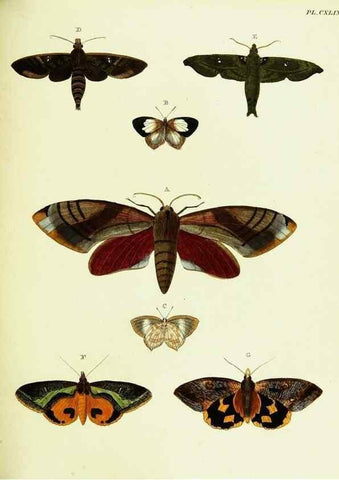 Reproducción/Reproduction 22421169190: De uitlandsche kapellen voorkomende in de drie waereld-deelen, Asia, Africa en America,. Amsteldam,Chez S. J. Baalde;1779-1782.