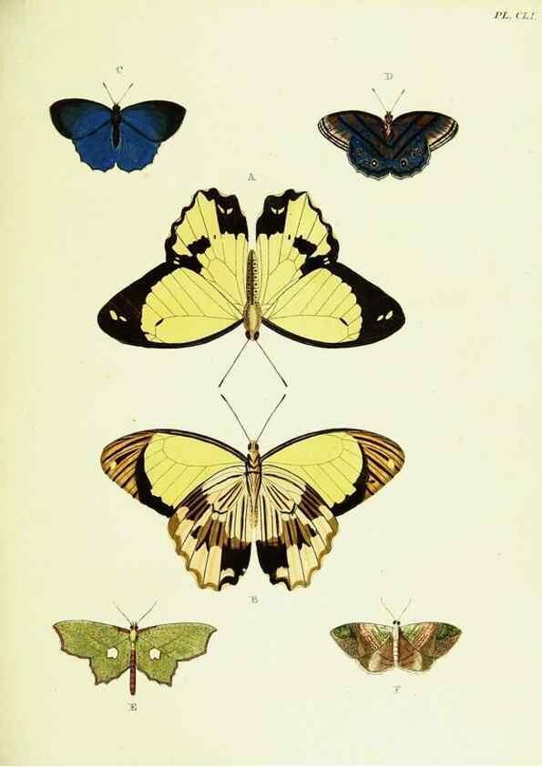 Reproducción/Reproduction 21986334814: De uitlandsche kapellen voorkomende in de drie waereld-deelen, Asia, Africa en America,. Amsteldam,Chez S. J. Baalde;1779-1782.