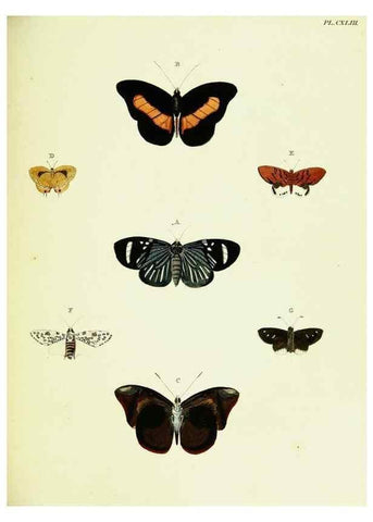 Reproducción/Reproduction 22421141600: De uitlandsche kapellen voorkomende in de drie waereld-deelen, Asia, Africa en America,. Amsteldam,Chez S. J. Baalde;1779-1782.