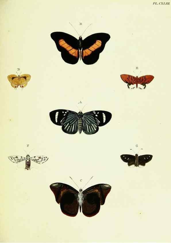 Reproducción/Reproduction 22421141600: De uitlandsche kapellen voorkomende in de drie waereld-deelen, Asia, Africa en America,. Amsteldam,Chez S. J. Baalde;1779-1782.