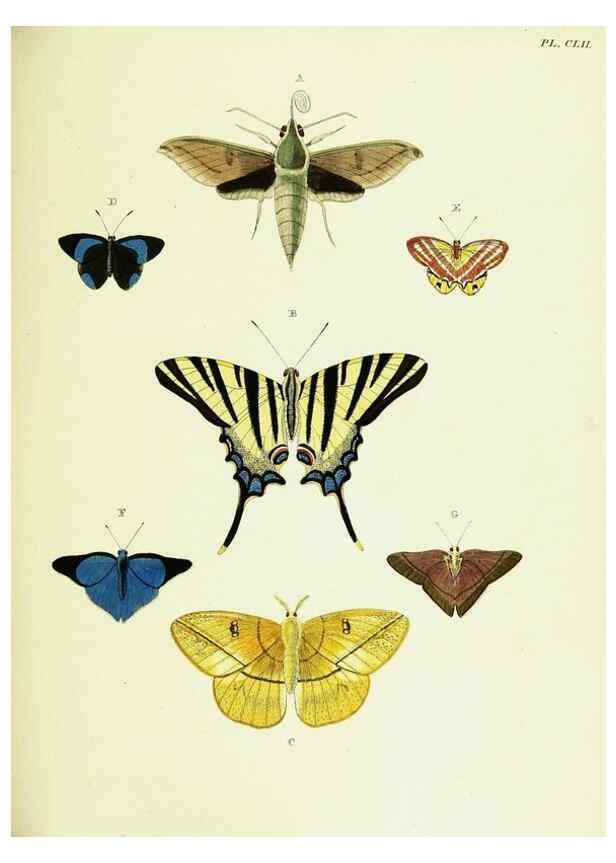 Reproducción/Reproduction 22421184010: De uitlandsche kapellen voorkomende in de drie waereld-deelen, Asia, Africa en America,. Amsteldam,Chez S. J. Baalde;1779-1782.