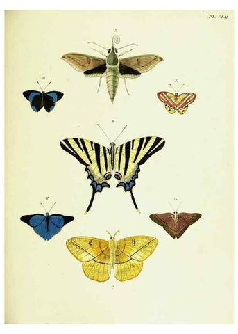 Reproducción/Reproduction 22421184010: De uitlandsche kapellen voorkomende in de drie waereld-deelen, Asia, Africa en America,. Amsteldam,Chez S. J. Baalde;1779-1782.