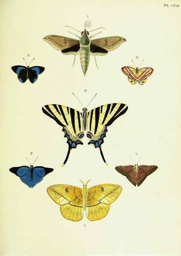 Reproducción/Reproduction 22421184010: De uitlandsche kapellen voorkomende in de drie waereld-deelen, Asia, Africa en America,. Amsteldam,Chez S. J. Baalde;1779-1782.