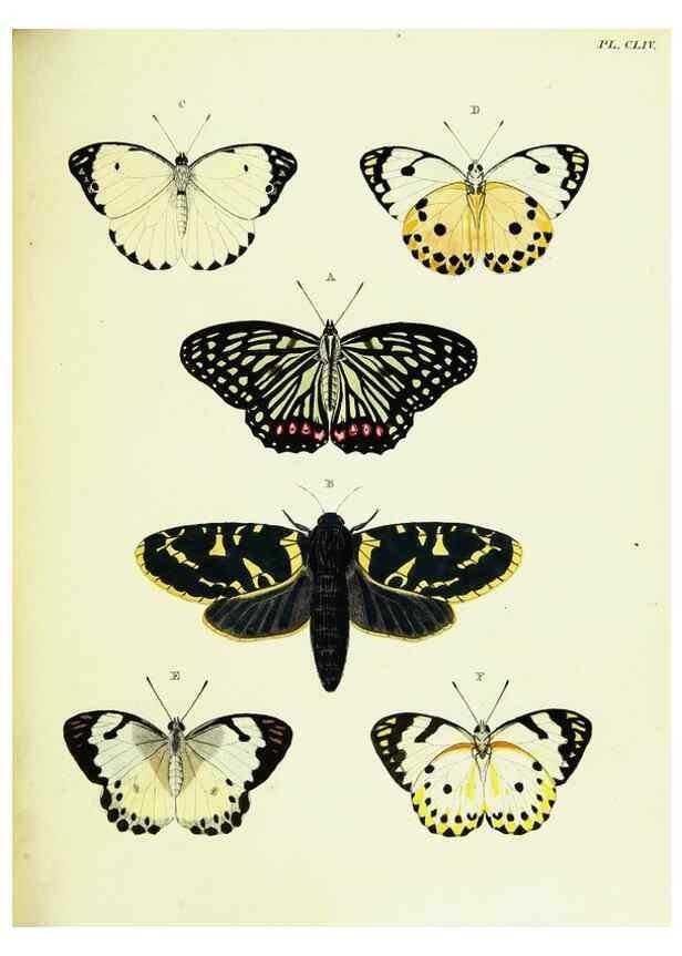 Reproducción/Reproduction 22609126655: De uitlandsche kapellen voorkomende in de drie waereld-deelen, Asia, Africa en America,. Amsteldam,Chez S. J. Baalde;1779-1782.