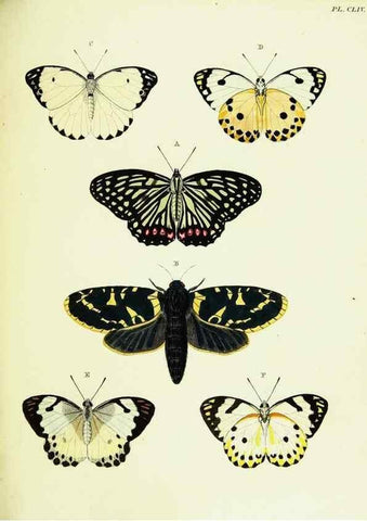 Reproducción/Reproduction 22609126655: De uitlandsche kapellen voorkomende in de drie waereld-deelen, Asia, Africa en America,. Amsteldam,Chez S. J. Baalde;1779-1782.