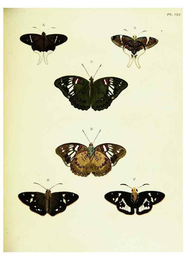 Reproducción/Reproduction 22583119886: De uitlandsche kapellen voorkomende in de drie waereld-deelen, Asia, Africa en America,. Amsteldam,Chez S. J. Baalde;1779-1782.