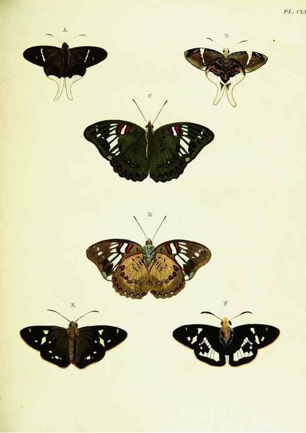 Reproducción/Reproduction 22583119886: De uitlandsche kapellen voorkomende in de drie waereld-deelen, Asia, Africa en America,. Amsteldam,Chez S. J. Baalde;1779-1782.