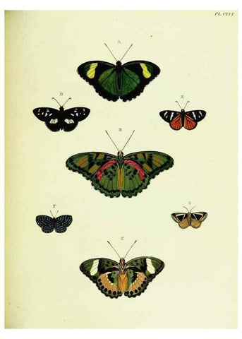 Reproducción/Reproduction 22421200130: De uitlandsche kapellen voorkomende in de drie waereld-deelen, Asia, Africa en America,. Amsteldam,Chez S. J. Baalde;1779-1782.
