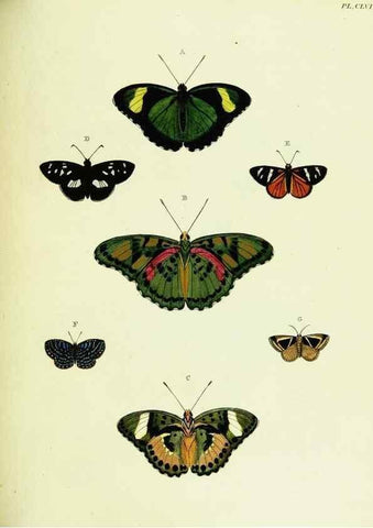 Reproducción/Reproduction 22421200130: De uitlandsche kapellen voorkomende in de drie waereld-deelen, Asia, Africa en America,. Amsteldam,Chez S. J. Baalde;1779-1782.