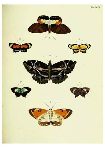 Reproducción/Reproduction 22620358461: De uitlandsche kapellen voorkomende in de drie waereld-deelen, Asia, Africa en America,. Amsteldam,Chez S. J. Baalde;1779-1782.