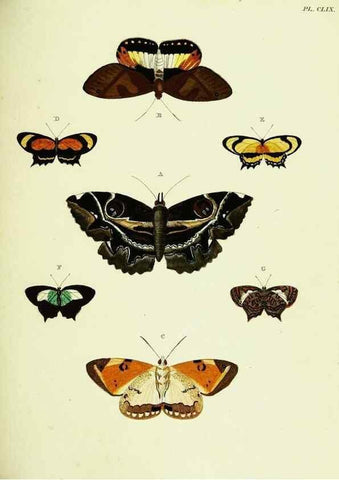 Reproducción/Reproduction 22620358461: De uitlandsche kapellen voorkomende in de drie waereld-deelen, Asia, Africa en America,. Amsteldam,Chez S. J. Baalde;1779-1782.