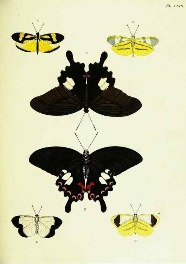 Reproducción/Reproduction 21987958443: De uitlandsche kapellen voorkomende in de drie waereld-deelen, Asia, Africa en America,. Amsteldam,Chez S. J. Baalde;1779-1782.