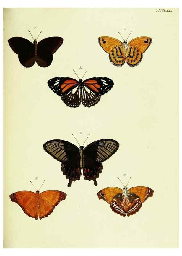 Reproducción/Reproduction 22609241955: De uitlandsche kapellen voorkomende in de drie waereld-deelen, Asia, Africa en America,. Amsteldam,Chez S. J. Baalde;1779-1782.