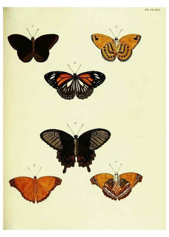 Reproducción/Reproduction 22609241955: De uitlandsche kapellen voorkomende in de drie waereld-deelen, Asia, Africa en America,. Amsteldam,Chez S. J. Baalde;1779-1782.