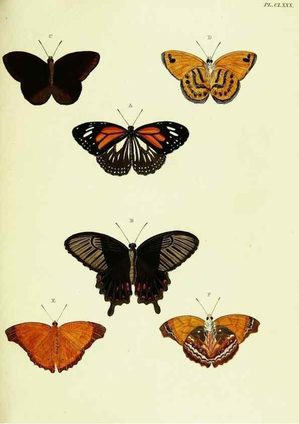 Reproducción/Reproduction 22609241955: De uitlandsche kapellen voorkomende in de drie waereld-deelen, Asia, Africa en America,. Amsteldam,Chez S. J. Baalde;1779-1782.