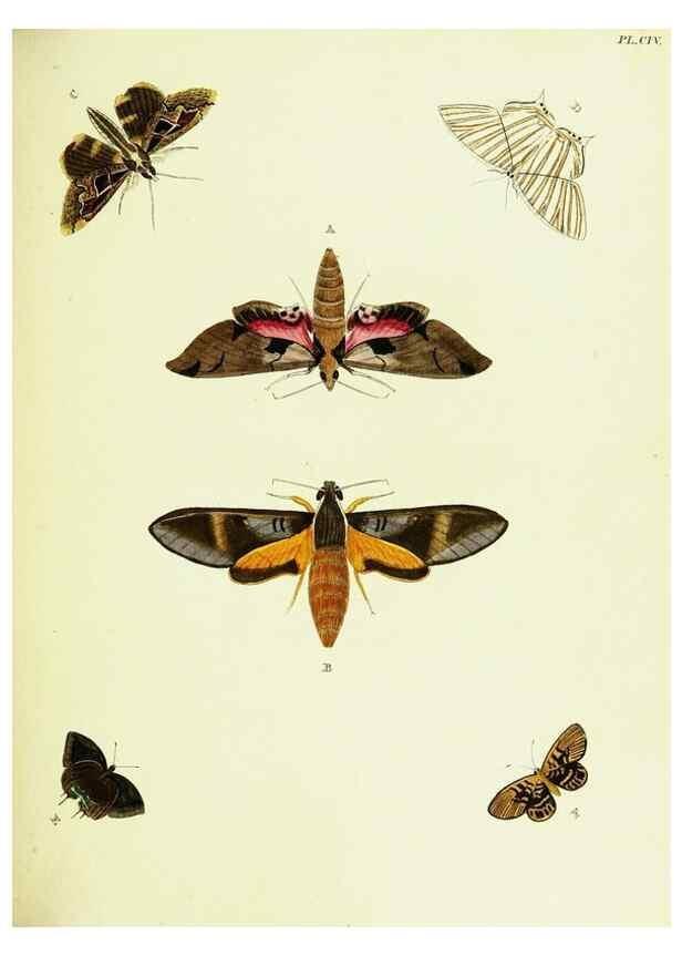 Reproducción/Reproduction 22582904026: De uitlandsche kapellen voorkomende in de drie waereld-deelen, Asia, Africa en America,. Amsteldam,Chez S. J. Baalde;1779-1782.