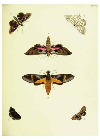 Reproducción/Reproduction 22582904026: De uitlandsche kapellen voorkomende in de drie waereld-deelen, Asia, Africa en America,. Amsteldam,Chez S. J. Baalde;1779-1782.