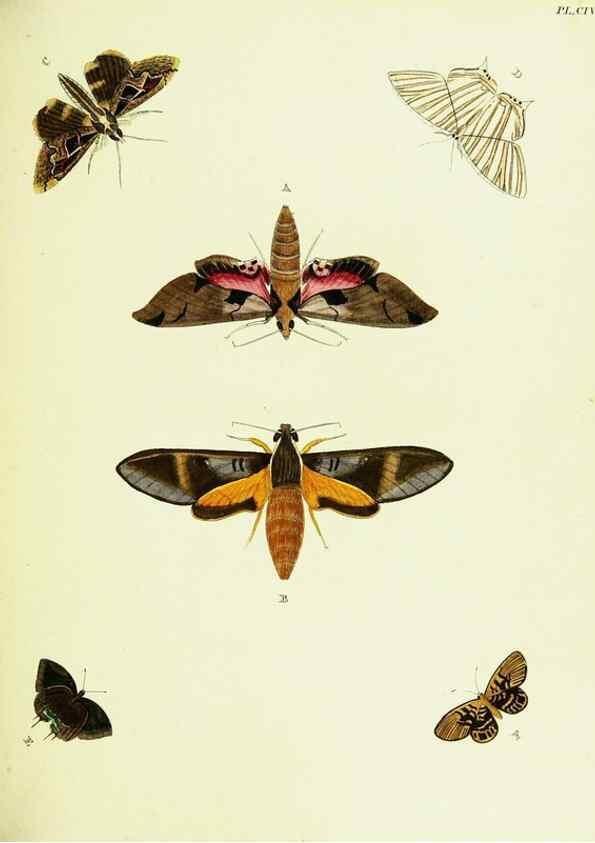 Reproducción/Reproduction 22582904026: De uitlandsche kapellen voorkomende in de drie waereld-deelen, Asia, Africa en America,. Amsteldam,Chez S. J. Baalde;1779-1782.