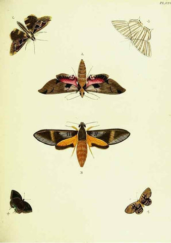 Reproducción/Reproduction 22582904026: De uitlandsche kapellen voorkomende in de drie waereld-deelen, Asia, Africa en America,. Amsteldam,Chez S. J. Baalde;1779-1782.
