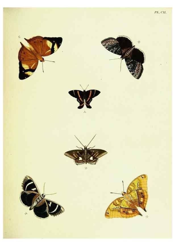 Reproducción/Reproduction 22595374352: De uitlandsche kapellen voorkomende in de drie waereld-deelen, Asia, Africa en America,. Amsteldam,Chez S. J. Baalde;1779-1782.