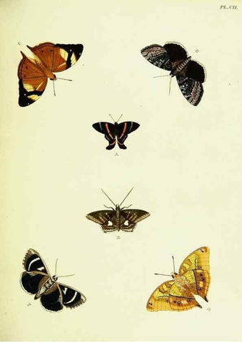 Reproducción/Reproduction 22595374352: De uitlandsche kapellen voorkomende in de drie waereld-deelen, Asia, Africa en America,. Amsteldam,Chez S. J. Baalde;1779-1782.