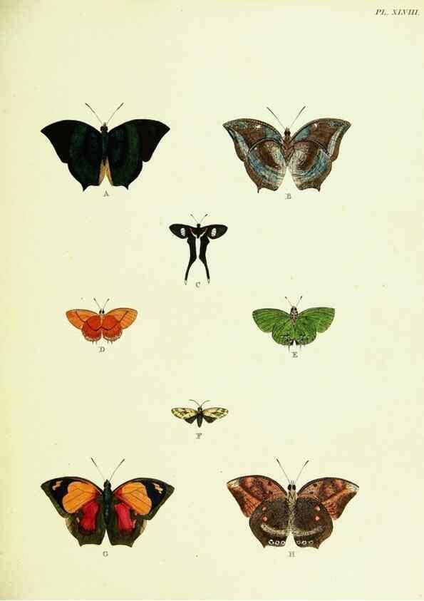Reproducción/Reproduction 22619890481: De uitlandsche kapellen voorkomende in de drie waereld-deelen, Asia, Africa en America,. Amsteldam,Chez S. J. Baalde;1779-1782.