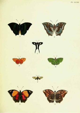 Reproducción/Reproduction 22619890481: De uitlandsche kapellen voorkomende in de drie waereld-deelen, Asia, Africa en America,. Amsteldam,Chez S. J. Baalde;1779-1782.