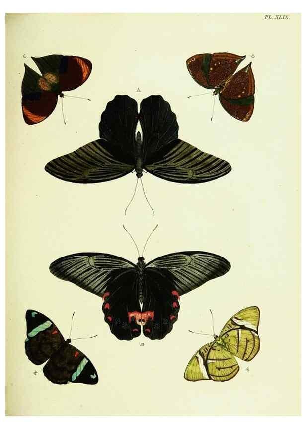Reproducción/Reproduction 22420746900: De uitlandsche kapellen voorkomende in de drie waereld-deelen, Asia, Africa en America,. Amsteldam,Chez S. J. Baalde;1779-1782.