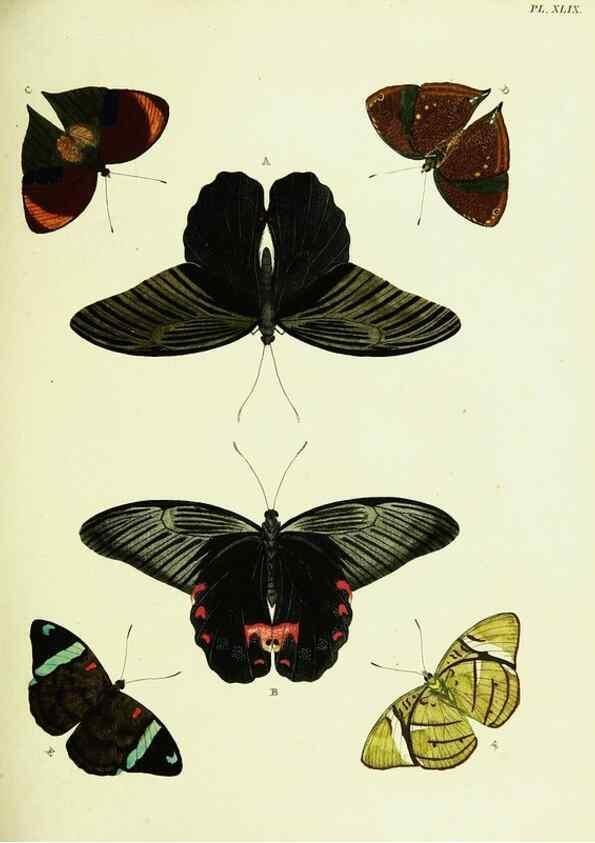 Reproducción/Reproduction 22420746900: De uitlandsche kapellen voorkomende in de drie waereld-deelen, Asia, Africa en America,. Amsteldam,Chez S. J. Baalde;1779-1782.