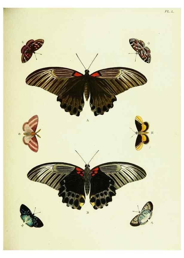 Reproducción/Reproduction 22582675256: De uitlandsche kapellen voorkomende in de drie waereld-deelen, Asia, Africa en America,. Amsteldam,Chez S. J. Baalde;1779-1782.