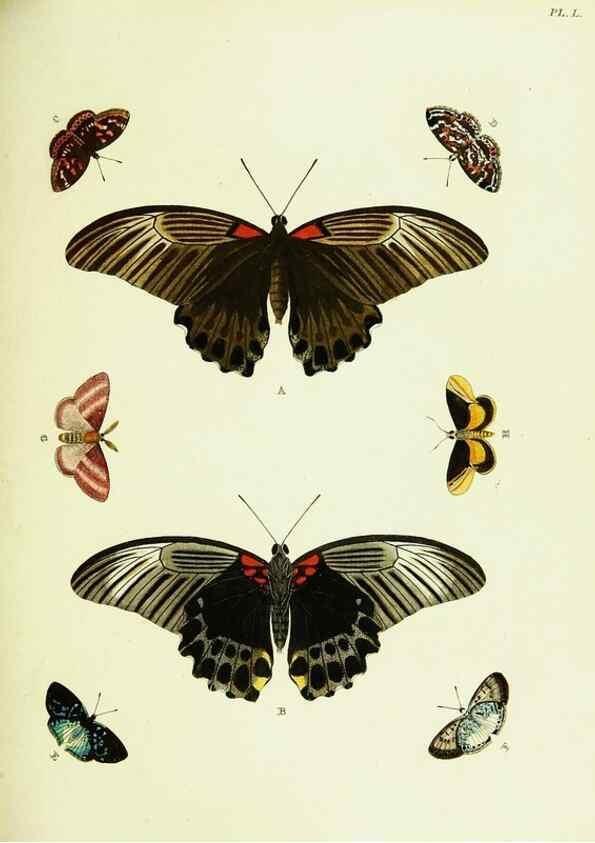 Reproducción/Reproduction 22582675256: De uitlandsche kapellen voorkomende in de drie waereld-deelen, Asia, Africa en America,. Amsteldam,Chez S. J. Baalde;1779-1782.