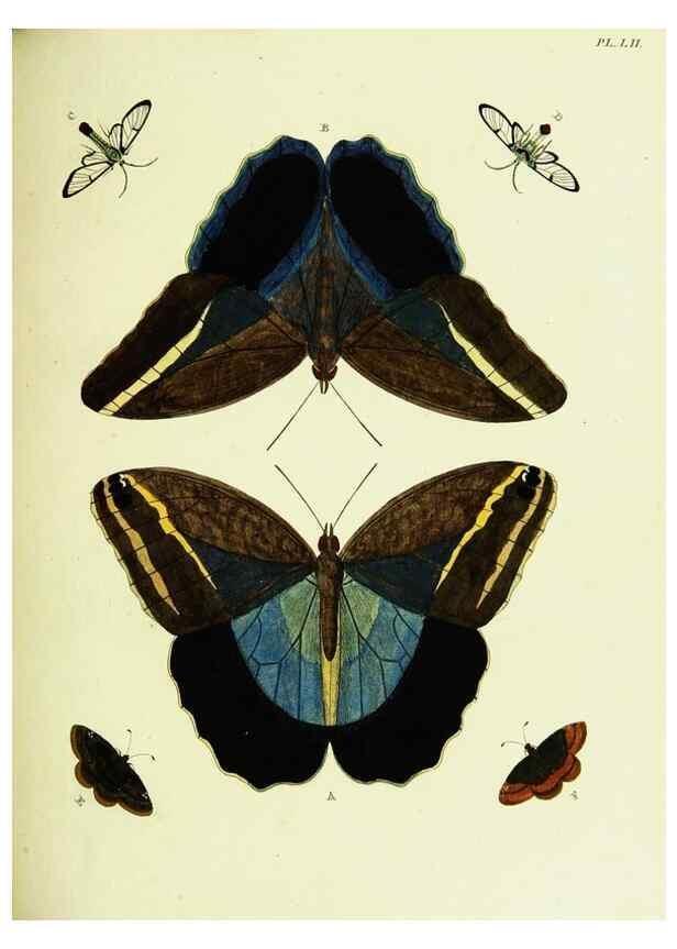 Reproducción/Reproduction 22595163542: De uitlandsche kapellen voorkomende in de drie waereld-deelen, Asia, Africa en America,. Amsteldam,Chez S. J. Baalde;1779-1782.