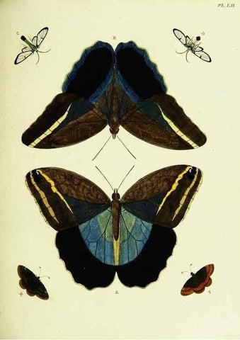 Reproducción/Reproduction 22595163542: De uitlandsche kapellen voorkomende in de drie waereld-deelen, Asia, Africa en America,. Amsteldam,Chez S. J. Baalde;1779-1782.