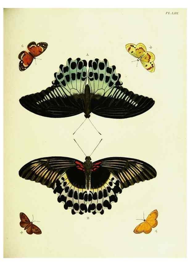 Reproducción/Reproduction 22582686536: De uitlandsche kapellen voorkomende in de drie waereld-deelen, Asia, Africa en America,. Amsteldam,Chez S. J. Baalde;1779-1782.