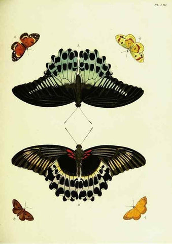 Reproducción/Reproduction 22582686536: De uitlandsche kapellen voorkomende in de drie waereld-deelen, Asia, Africa en America,. Amsteldam,Chez S. J. Baalde;1779-1782.