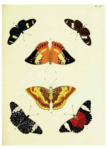 Reproducción/Reproduction 22595171112: De uitlandsche kapellen voorkomende in de drie waereld-deelen, Asia, Africa en America,. Amsteldam,Chez S. J. Baalde;1779-1782.
