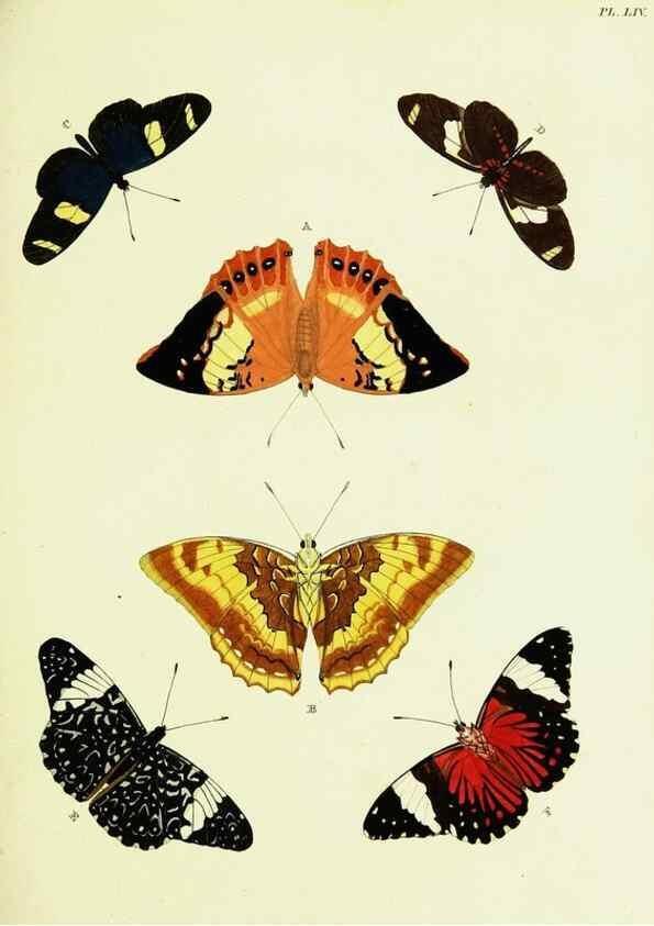 Reproducción/Reproduction 22595171112: De uitlandsche kapellen voorkomende in de drie waereld-deelen, Asia, Africa en America,. Amsteldam,Chez S. J. Baalde;1779-1782.