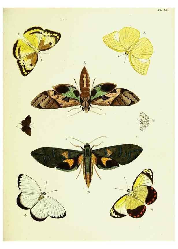 Reproducción/Reproduction 22420771670: De uitlandsche kapellen voorkomende in de drie waereld-deelen, Asia, Africa en America,. Amsteldam,Chez S. J. Baalde;1779-1782.